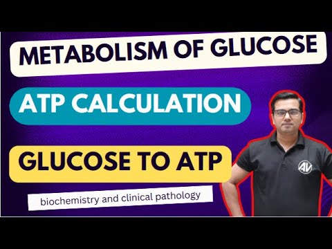 ATP produce from 1 molecule of Glucose (Glycolysis, Krebs cycle)