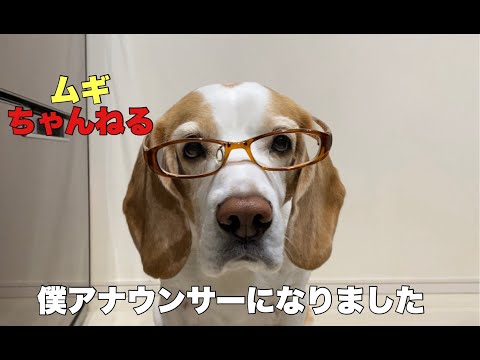 【ビーグル】ムギでんウィークリーニュース