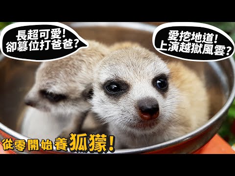 【從零開始養】狐獴!挖地道超強!監獄風雲逃亡?狐獴P.K蛇?長大後謀權篡位打老爸?【許伯簡芝】