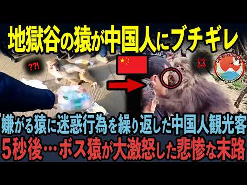 【海外の反応】長野県地獄谷温泉の猿がブチギレ！迷惑行為を繰り返した中国人観光客の末路…