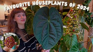 i have 300 houseplants & these are my top 10 🌿🥇