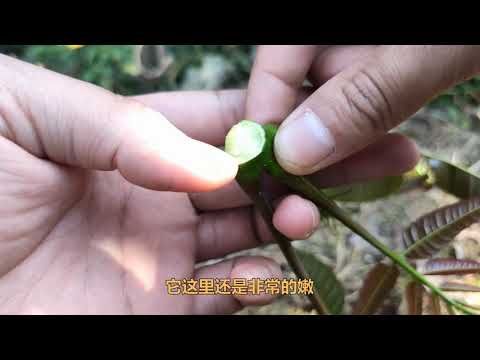 香椿芽虽然好吃，但是也有食用禁忌的，可惜还有很多人不知道