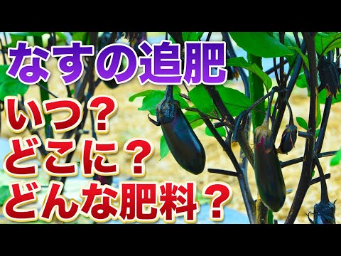 【なすの追肥】なすの追肥は継続力とタイミングです！いつ？どこに？どんな肥料を撒けば良いのか？