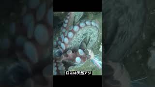 キロアップ🐙のヒットシーン【タコ釣り水中映像】underwater fishing