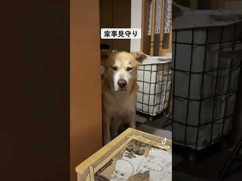 カイの定位置。 #保護犬を家族に #rescuedog #シニア犬 #doglover #doggo #dogrun #dogs #doglife #保護犬