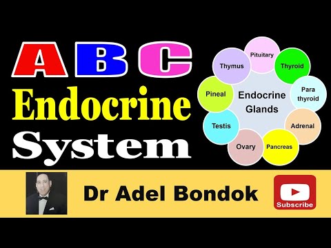 Anatomy and Physiology of the Endocrine System, Dr Adel Bondok Making Anatomy Simple