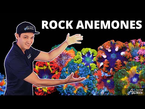 Top Shelf Aquatics' Coral Care Series - Rock Anemones