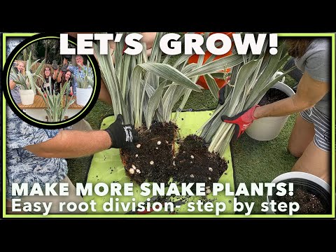 GUIDE TO PROPAGATING SNAKE PLANTS LIKE A PRO: Step by step root division method