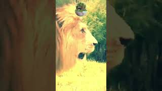 Lion King Moment #Shots #Viral #Trending #wildlifemoments #animals #wildanimals #wildlion #wildlife