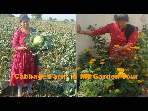 My Home Garden Tour & Cabbage Farm tour | మా ఇంటి తోట చూద్దాం రండి| Village Garden tour & Farming