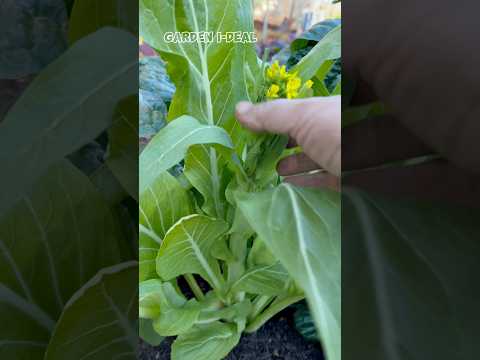 harvest flowering shoots of bok choy. 收获白菜苔 #asmr