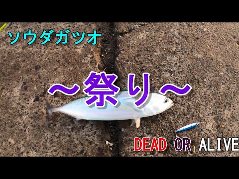 【２日目】釣った魚しか食べれない３日間