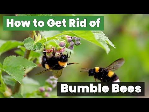 How to Get Rid of Bumble Bees Fast and Safely!