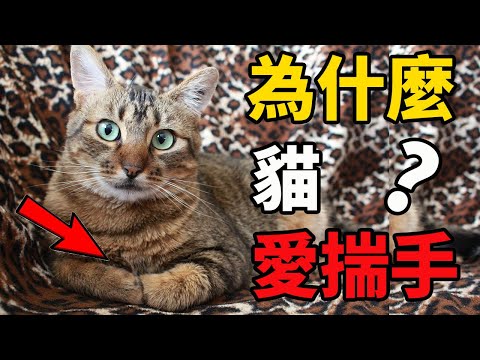 貓為什麼趴著愛揣手？你家貓咪揣了嗎？