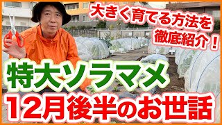 【Subtitles ver】Tips for Growing Oversized Broad Beans from December Learned from a Japanese Farmer !