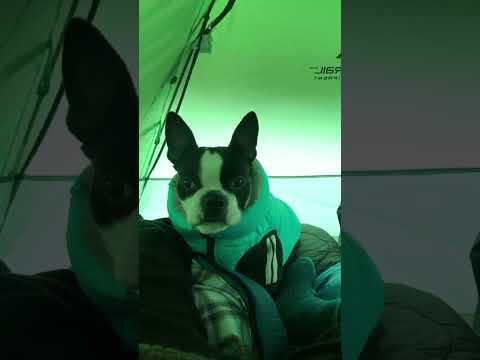 Boston terrier camping