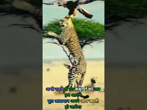 शेर Attitude shayari | Motivational quotes | Lion attitude | Status video | #shorts​ #youtube_shorts