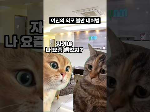 여친의 외모 불만 대처법 #고양이밈