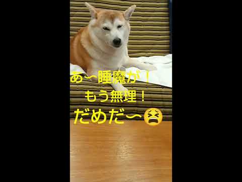 あ〜ねむいよ！無理！柴犬アンちゃん