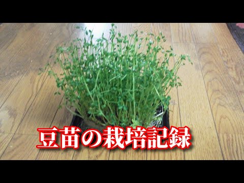 豆苗の根元を再利用！豆苗の栽培記録