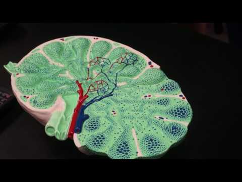 Lymph Node.