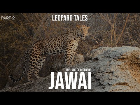 Leopards of Jawai | Survivors in the Granite Wilderness | Part 2