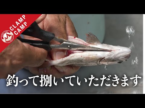 ［最高の遊び］キャンプで釣れる！捌ける！うまい！ニジマス釣り［魚　さばく、キャンプ飯、塩焼き、魚　締め方］