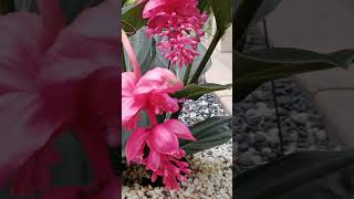 The Medinilla Magnifica #yt #ytshort #ytshorts #ytshortvideo #ytflower