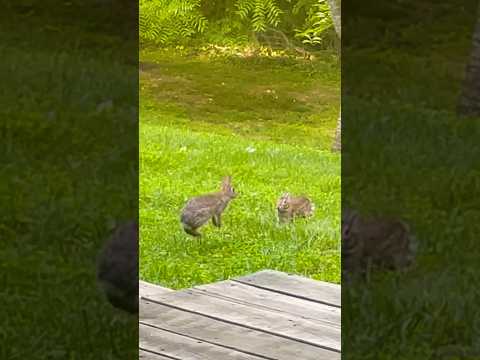 Bunnies Fighting | Horizons_視野 | rabbits fight | wildlife | animals