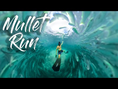 Florida Mullet Run 2020 - Epic Drone Footage & Underwater 360 Video