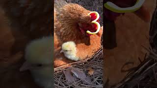 Top 5 Best Chicken Breeds #chickensofinstagram #babychicks #layerhens #meatbirds