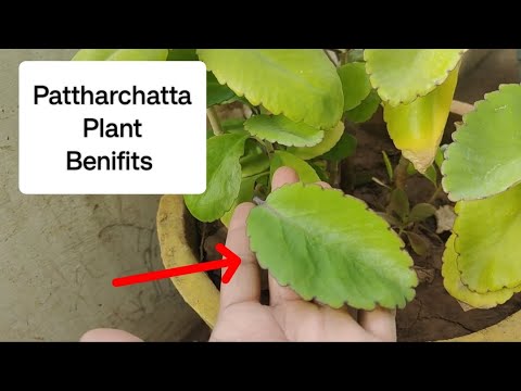 Pattharchatta Plant Ke Fayde | Pattharchatta Plant Health Benefits | Pattharchatta Plant Cutting