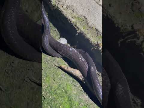 Giấc mơ thấy rắn quấn nhau #cobrasnake #viralvideo #snake #kingkobra #youtubeshorts