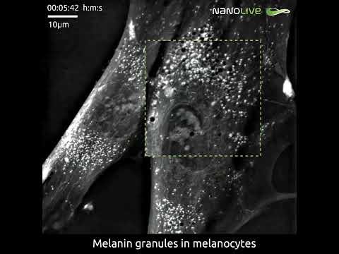 Melanin Granules on the Move in Melanocytes