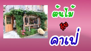 แต่งหน้าร้านกาแฟด้วยต้นไม้ ให้สดชื่นหน้ามอง #ร้านกาแฟ #ไอเดียคาเฟ่