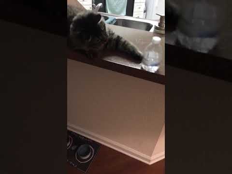 Cat Shows Off Water Bottle Flip Skills