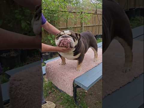 MACK TRUCK BULLDOG! Zeus is such a biggo loveable Teddy Bear 🧸 #bulldog #englishbulldog