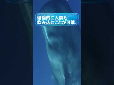 クジラに吸い込まれるとどうなるのか？ #shorts