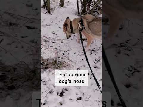 A tracking dog. Nothing can escape her nosy nose! #dogslover #doggie #puffs #cute