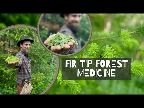 Fir Tip - Forest Medicine