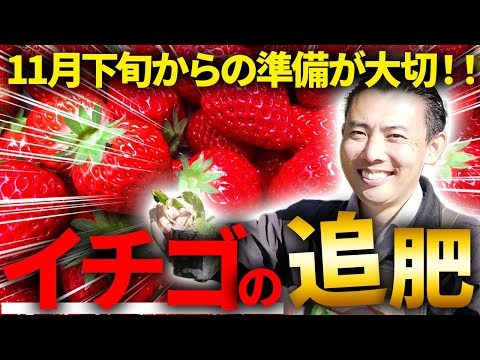 【園芸の基本】イチゴの追肥について徹底解説！🍓〜11月から年明けの肥培管理方法について熱血解説します！🔥〜