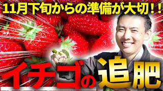 【園芸の基本】イチゴの追肥について徹底解説！🍓〜11月から年明けの肥培管理方法について熱血解説します！🔥〜