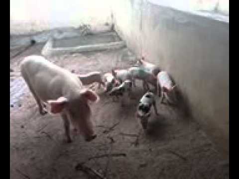 Happenings @mia-myrtles farm benin(2)