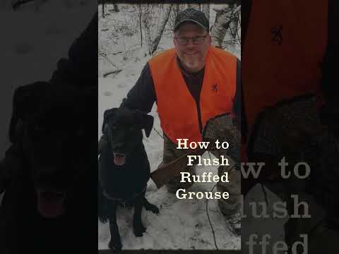 Ruffed Grouse Hunting: A Complete Guide