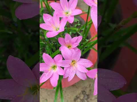 Rainlily #monsoon #monsoonflower #flowers #nature