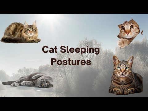 Cat sleeping positions | dying cat meatloaf position | cat sleeping in crouched position