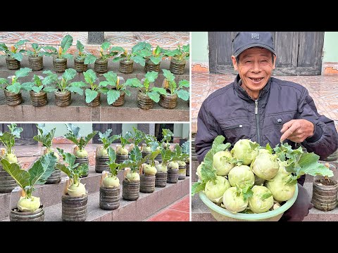 The Secret To Growing Great Kohlrabi With A Few Plastic Bottles: Save Time And Money!