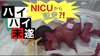 【超低出生体重児/未熟児】NICU  BABY 保育器の中でハイハイしちゃう？！◆あおちゃん◆〜extremely low-birth-weight baby〜