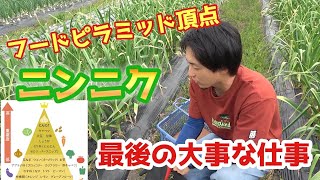 【農業】『最高級ニンニクホワイト六片』栽培の仕上げ作業！