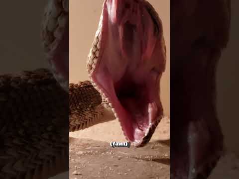 Snake Super Yawn | Pets Translated